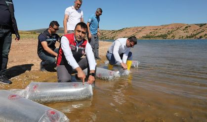 Tokat’ın Barajları Ve Göletleri Yavru Balıklarla Buluştu