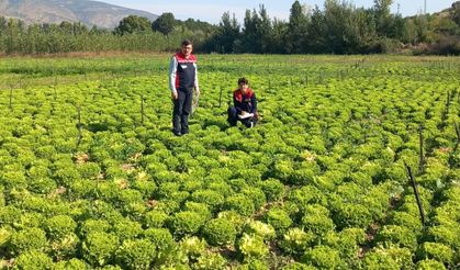Tokat’ta Hasat Öncesi Pestisit Denetimleri Sürüyor
