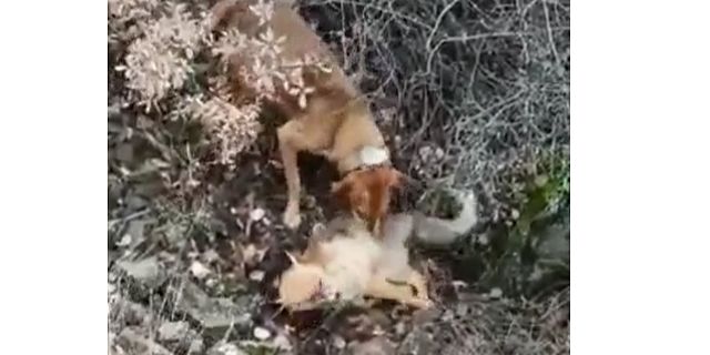 TİLKİYİ AV KÖPEĞİNE BOĞDURDU, GÖZALTINA ALINDI