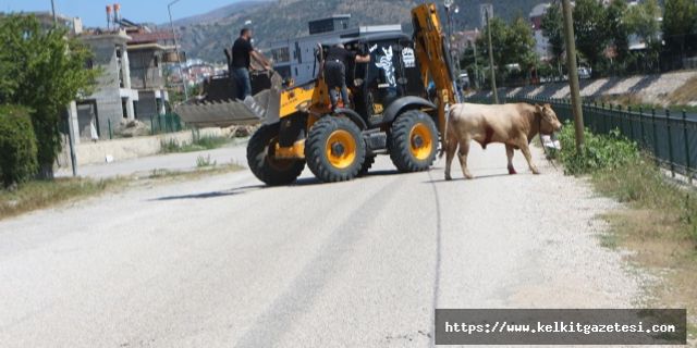 Tokat’ta Mezbahadan Kaçan Boğa Peşindekilere Zor Anlar Yaşattı