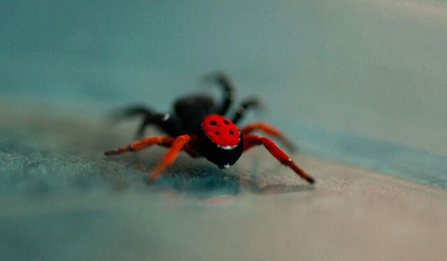 Prof. Dr. Demir: Uğur Böceği Örümceği Zehirli Değil