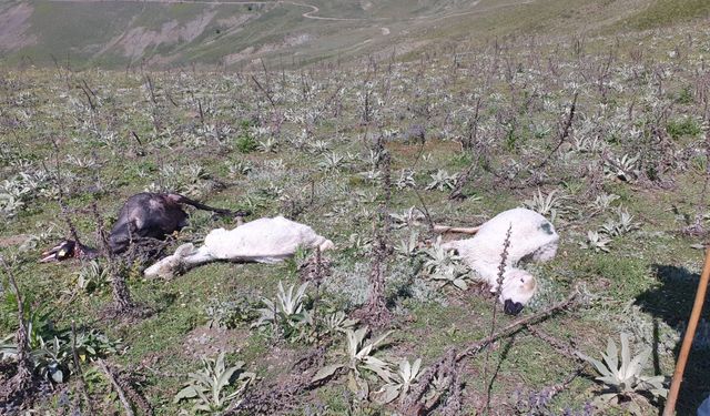 Tokat'ta yayladaki fırtınada 98 koyun soğuktan öldü