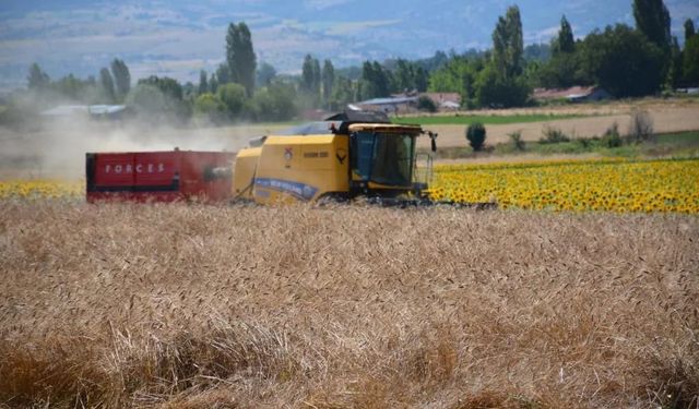 Tokat Kuru Soğanda Dördüncü, Buğdayda 14'üncü: İşte Tokat'ın Tarım ve Hayvancılık İstatistikleri
