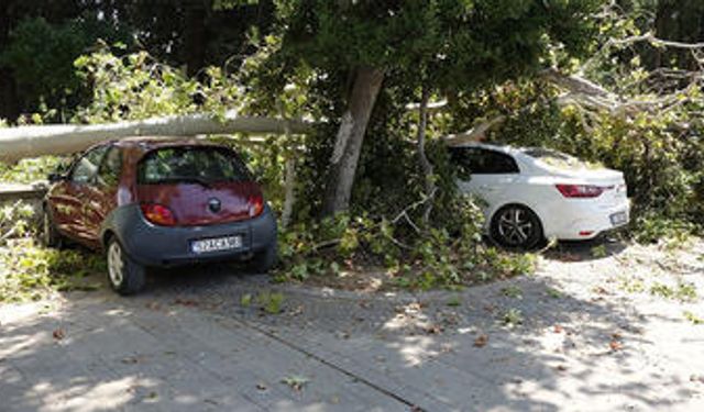 2 Asırlık Çınar Ağacının Dalları Kırıldı, 5 Araç Zarar Gördü