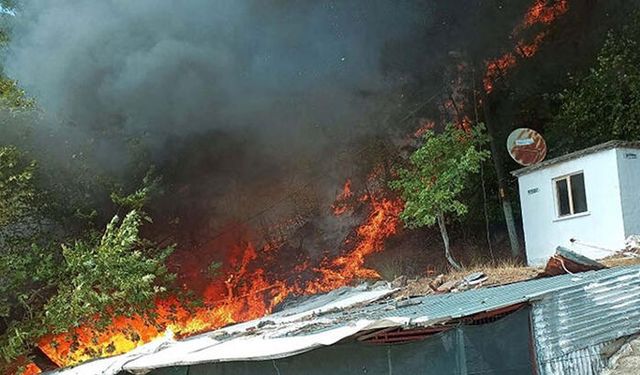 Çanakkale'de Ayvacık’ta orman yangını