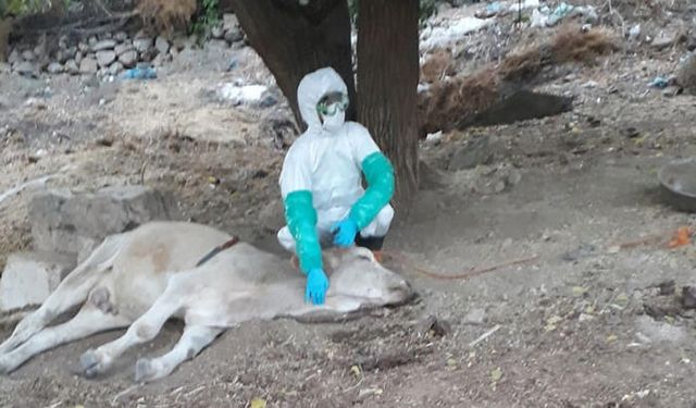 Köpeğin Isırdığı 2 İnekte Kuduz Belirtilerine Rastlandı
