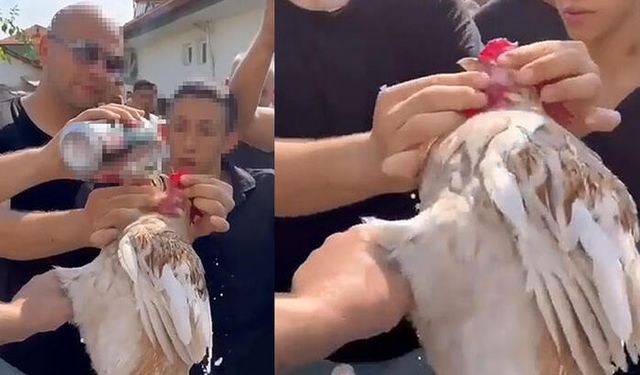 Denizli’de Horoza İçki İçiren 5 Kişiye Para Cezası