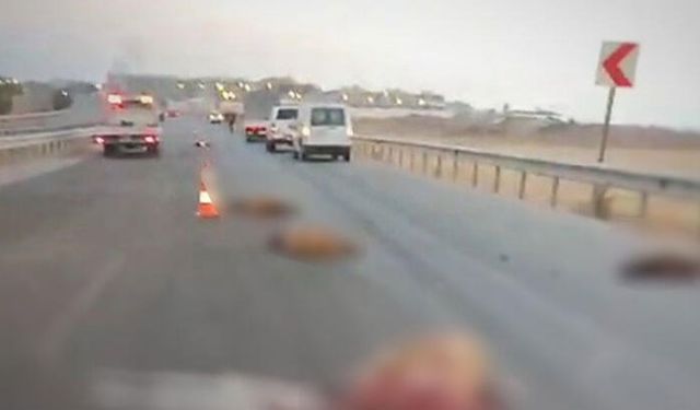 Kamyon, Sürüye Çarptı; 17 Koyun Öldü