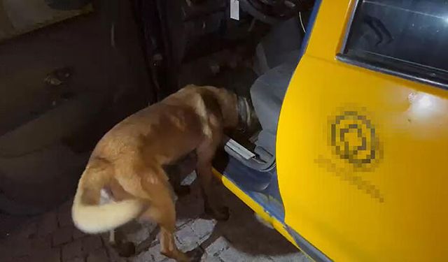Ticari Taksiye Gizlenen Uyuşturucuyu 'Thor' Buldu