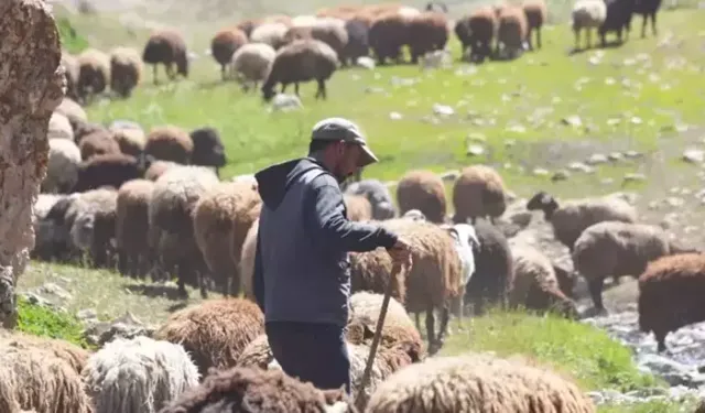 Bakanlıktan Hayvancılıkla İlgili 3 Yönetmelik Değişikliği