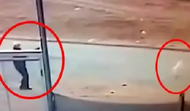 Sokak Köpeğini Tüfekle Öldürdü; Adli Kontrolle Serbest