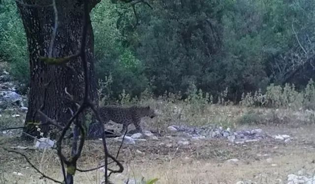 Anadolu Parsı Yeniden Görüntülendi