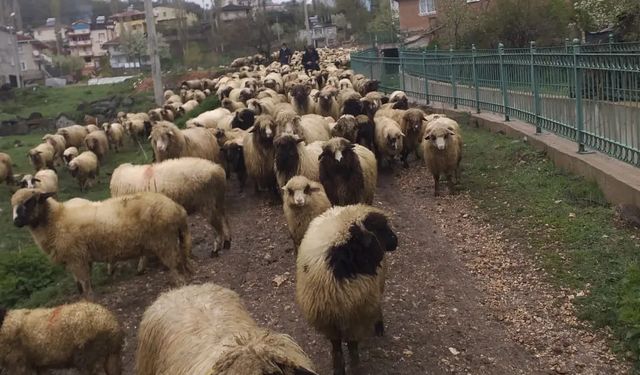 Erbaa’da Hayvan Pazarı Pazartesi Günü Açılıyor