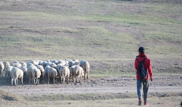 Tokat'ta Koyun Sayısı Artıyor