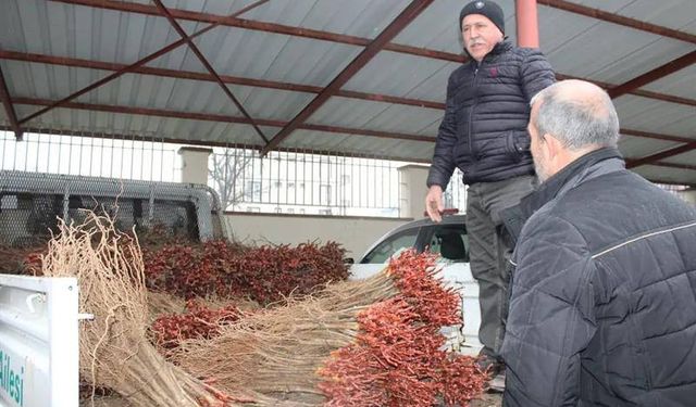 Tokat’ta "Bağ Vatanına Dönüyor" Projesi ile Asma Fidanı Dağıtımı