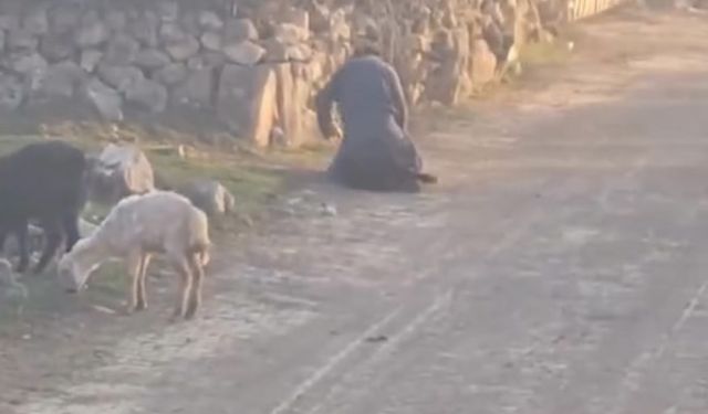 Tokat’ta Hayvana Kötü Muamele Kamerada: Şüpheli Gözaltına Alındı