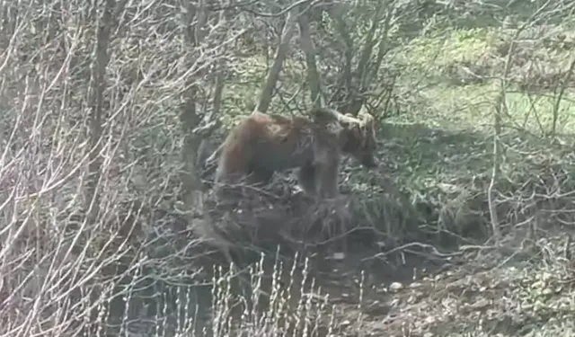 Tokat’ta Yiyecek Arayan Ayı Kamerada