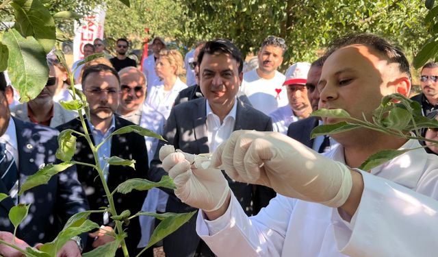 Erbaa’da Kahverengi Kokarcaya Karşı Samuray Arıcığı Salımı Başladı