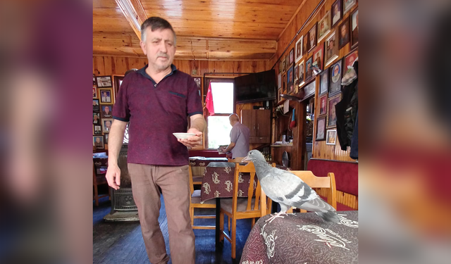 Niksar’da Yavru Güvercine Kahvede Sıcak Karşılama