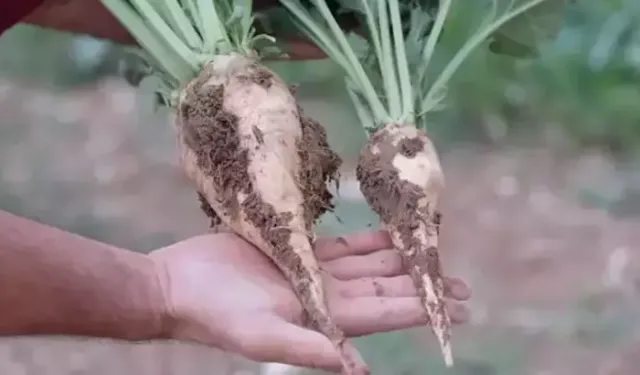 Şeker Pancarı Alım Fiyatı Belli Oldu: Ton Başına 2.975 TL