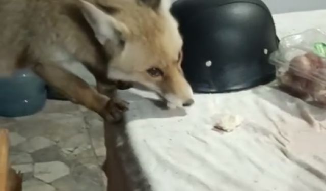 Tokat’ta Bağ Evinin Bahçesine Giren Tilkileri Besledi