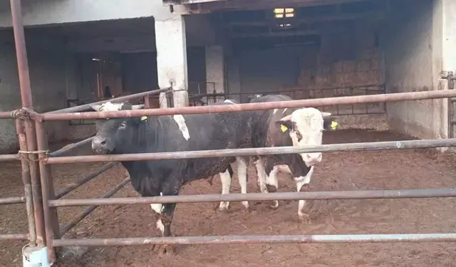 Şap Hastalığı Nedeniyle Karantina Başlatıldı