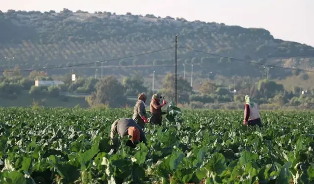 Kış Sebzeleri Erken Olgunlaştı: Fiyatlar Düştü