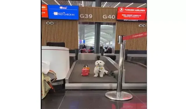 Dünyaca Ünlü Tofu İstanbul Havalimanı’nda