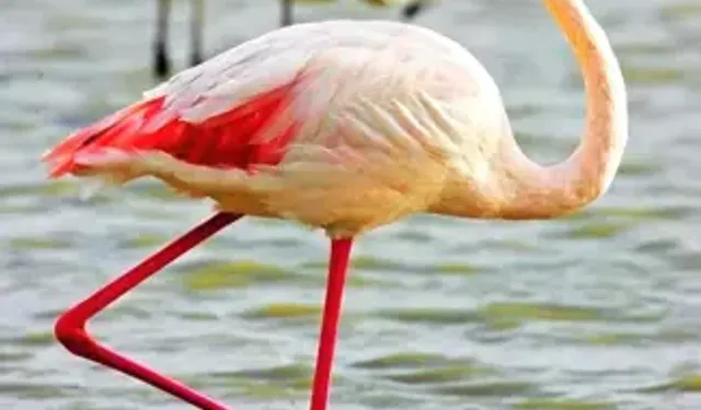 Göksu Deltası Göçmen Kuşlarla Renklendi