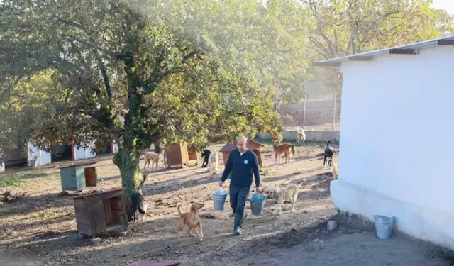 Köpeklerini Sokağa Terk Eden Kadına 172 Bin TL Ceza