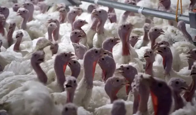 Yılbaşı Hindisi 800-1000 TL Arasında