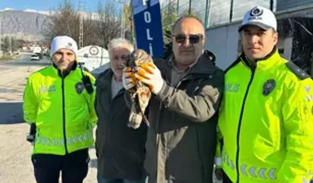 Yaralı Kızıl Şahin Koruma Altına Alındı