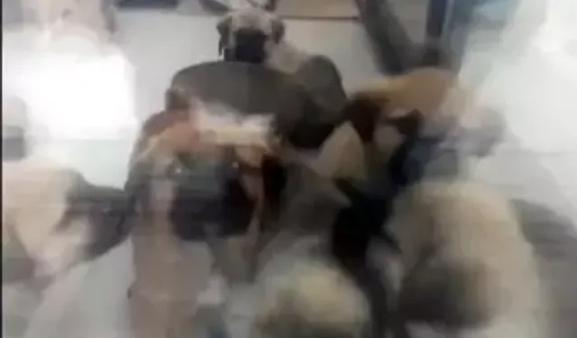 Doktor, Yavru Köpeklere İşkenceden 9 Yıl 9 Ay Hapis