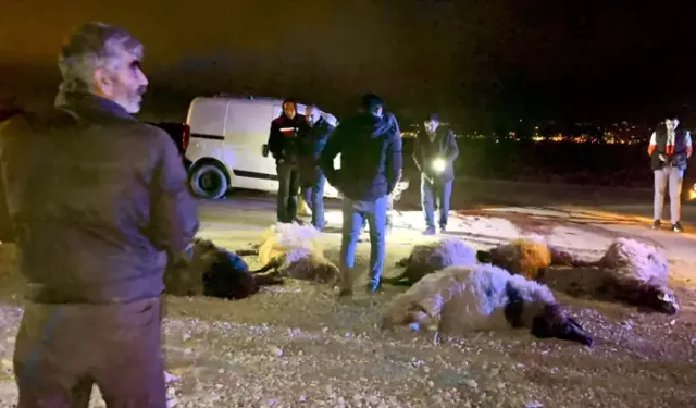 Araç Koyun Sürüsüne Çarptı: 12 Ölü