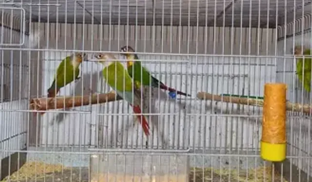 Belgeleri Olmayan 24 Papağan Ele Geçirildi