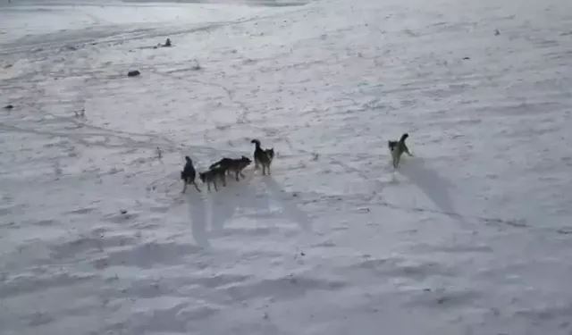 Ardahan’da 5 Kurt Drone ile Görüntülendi