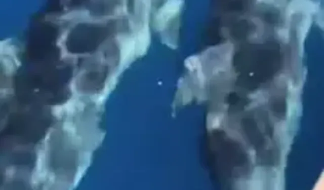 Marmaris Açıklarında Yunus Sürüsü Görüntülendi