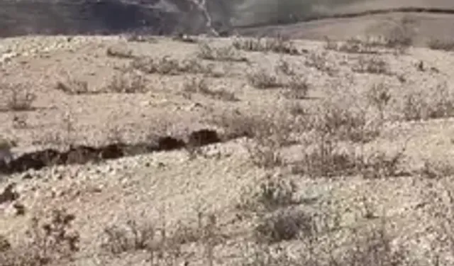 Domuz Sürüsü Köy Yakınlarında Görüntülendi