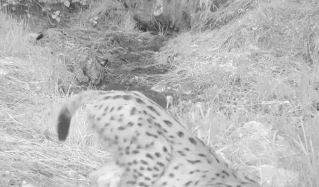 Antalya’da Yavru Vaşaklar Fotokapana Yansıdı