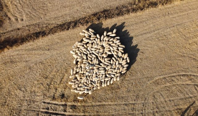 Tedbir Alınmazsa 10 Yıl Sonra Çoban Bulmakta Zorlanacağız