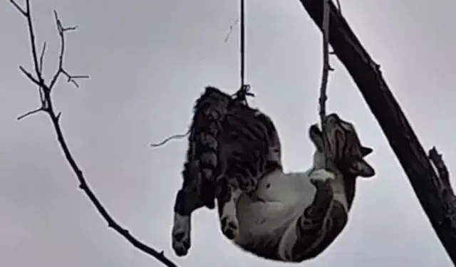 Kediyi Ağaçta Asılı Bulan Mahalleli Harekete Geçti