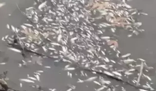 Yeşilırmak’ta Toplu Balık Ölümleri: Ekipler İnceleme Başlattı