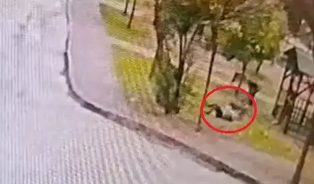 Adana’da Sahipsiz Kurt Köpekleri Kadına Saldırdı