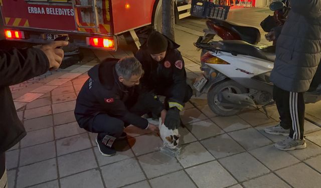 Erbaa’da Mahsur Kalan Kedinin İmdadına İtfaiye Yetişti