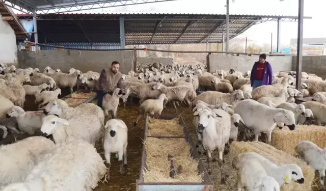 Aksaray’da 1 Milyonluk Rekor: Küçükbaşın Kalbi!