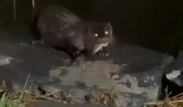 Küçükçekmece’de Su Samuru Görüntülendi