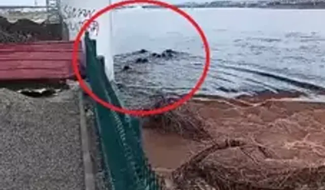 Batman Çayı’nda Yaban Domuzları Sürü Halinde Yüzerek Geçti