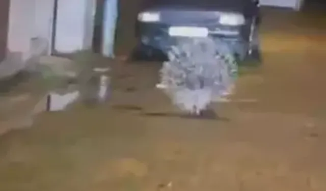 Aydın’da Nesli Tehlikedeki Oklu Kirpi