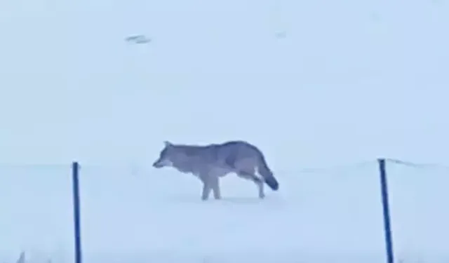 Ardahan’da 3 Ayaklı Kurtun Hayatta Kalma Mücadelesi