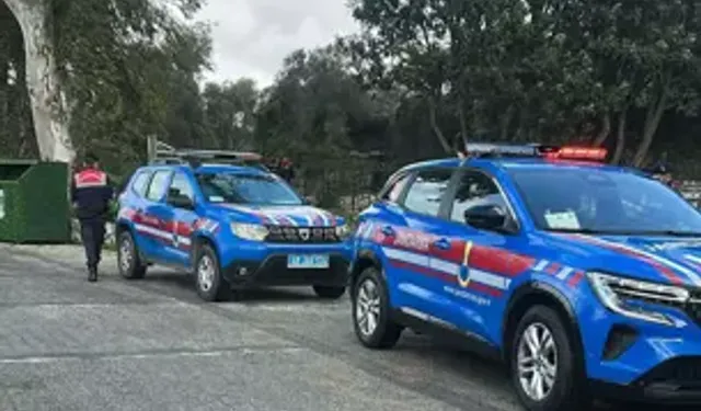 Bodrum’da 2 Sokak Köpeği Tüfekle Öldürüldü: 1 Gözaltı